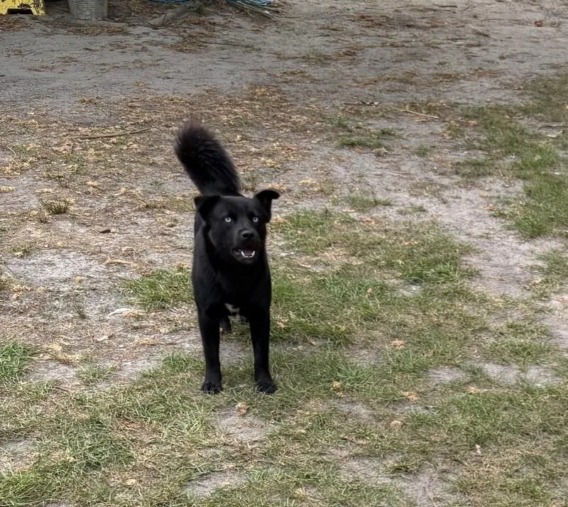 An adult medium-sized male Black Husky dog named Panther for adoption in Burgaw, NC