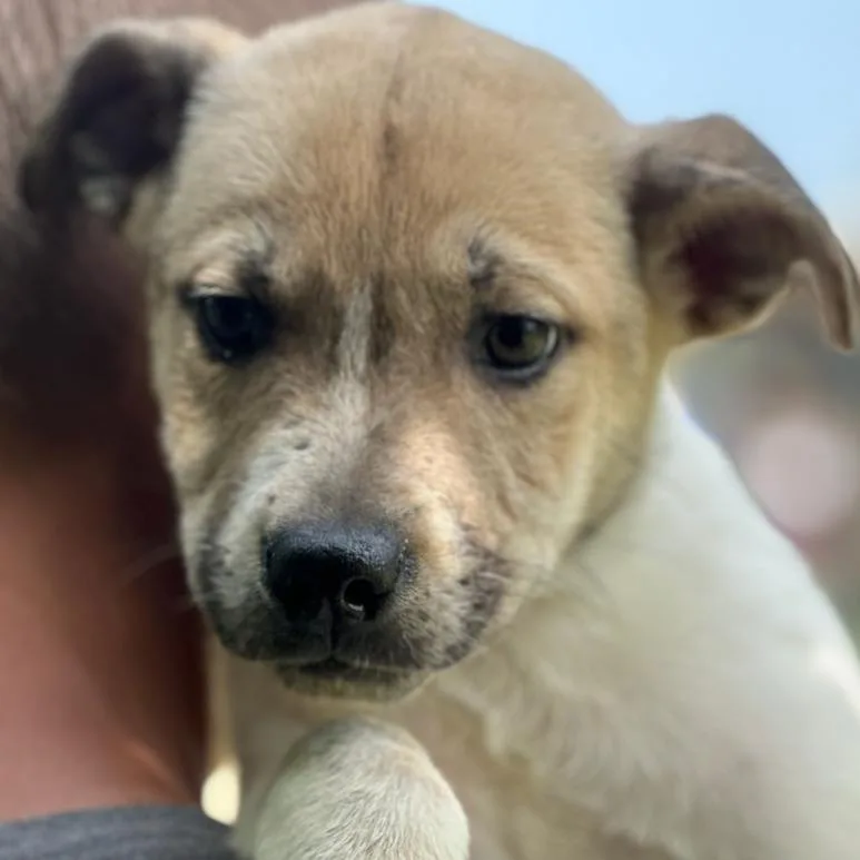 A baby small-sized male Gray / Blue / Silver Mixed Breed dog named Apollo for adoption in Hagerstown, MD