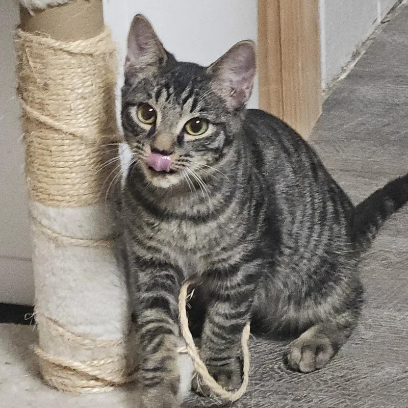 A baby small-sized female Brown / Chocolate Domestic Short Hair cat named Scooter for adoption in Green Bay, WI