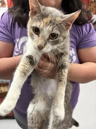 An adult large-sized female Domestic Short Hair cat named Babybell for adoption in West Chester, PA