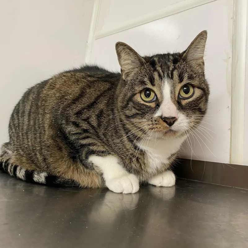 An adult medium-sized male Buff & White American Shorthair cat named Cecile for adoption in Joshua Tree, CA