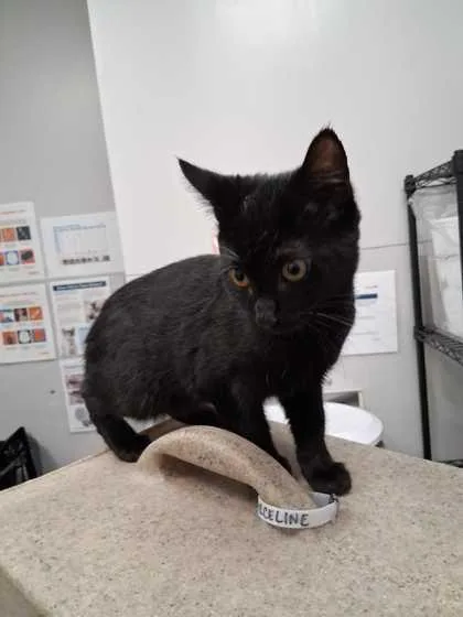 A baby small-sized female Domestic Short Hair cat named Catapult for adoption in Sevierville, TN