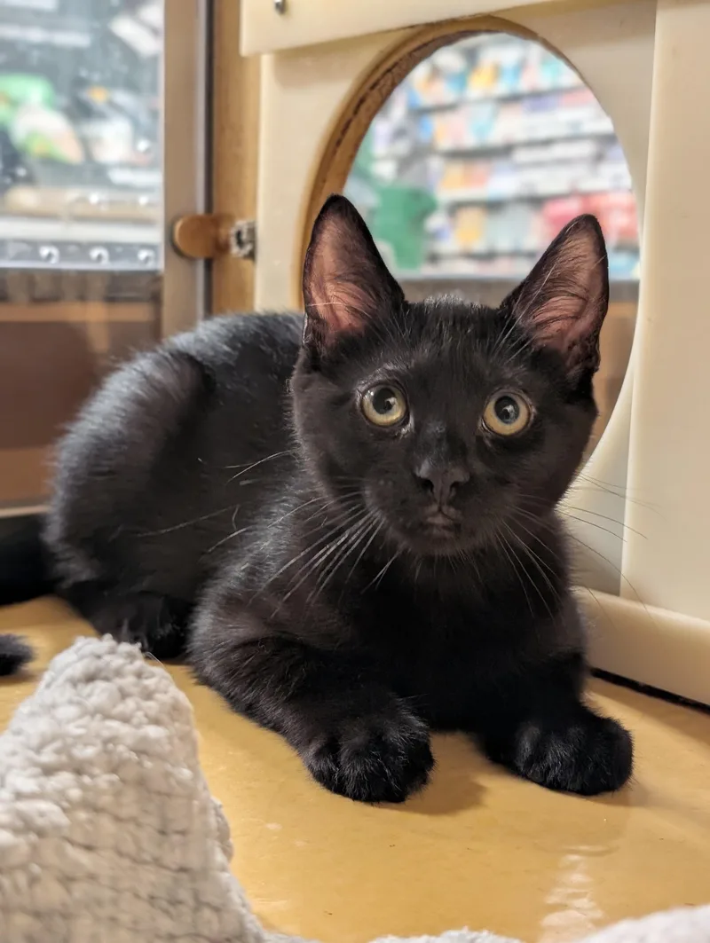 A baby small-sized female Black Domestic Short Hair cat named Luna for adoption in Pearland, TX