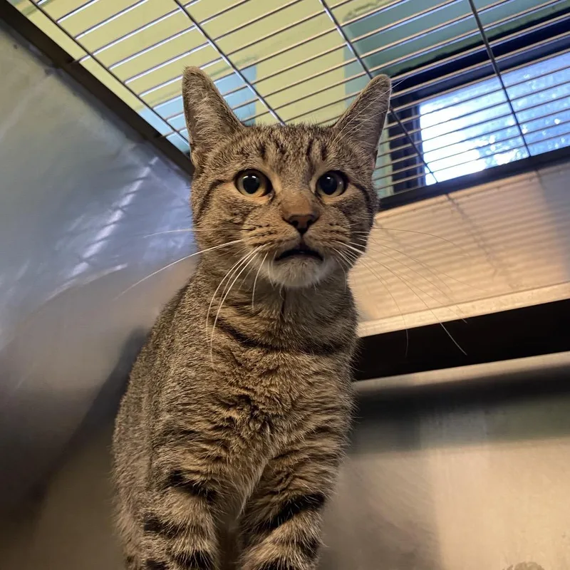 A young medium-sized male Brown / Chocolate Domestic Short Hair cat named Beanie for adoption in Dayton, OH