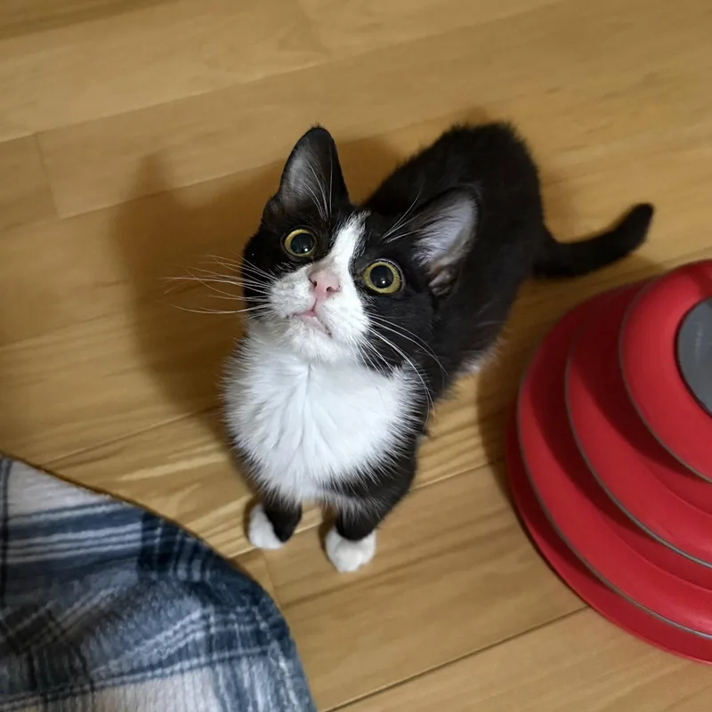 A young small-sized male Black & White / Tuxedo Domestic Short Hair cat named Peanut for adoption in Winchendon, MA