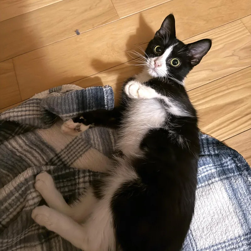 Peanut thumbnail 2