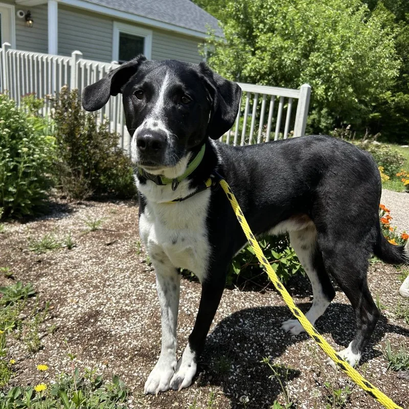 An adult large-sized male Black Collie dog named Tucker for adoption in Conway, NH