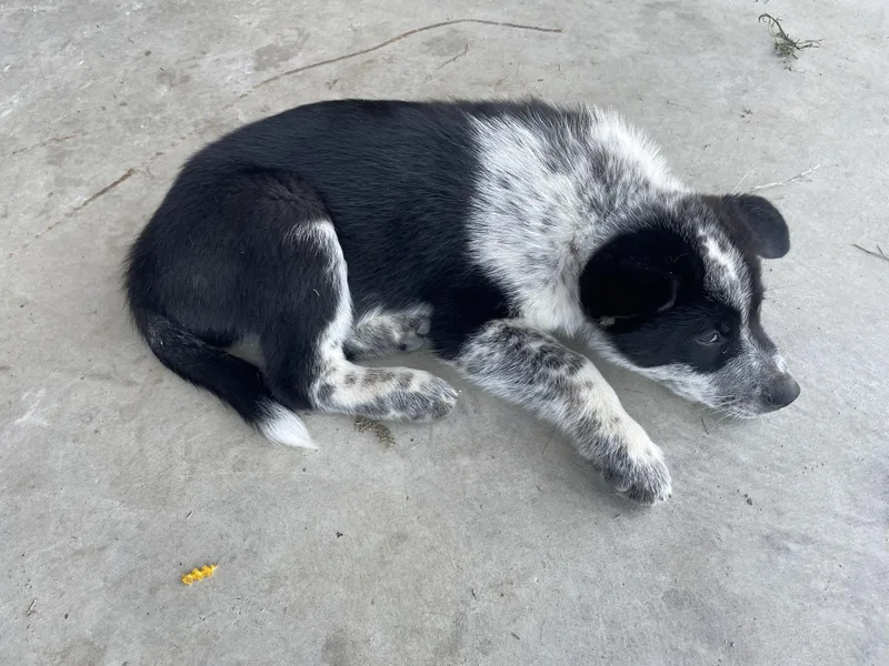 Sylvester thumbnail 2