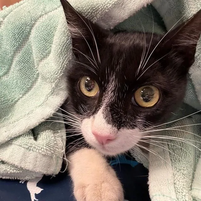 An adult small-sized male Domestic Short Hair cat named Jameson for adoption in Ontario, CA