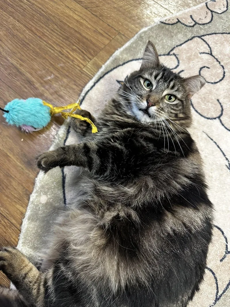 Roo & Widow thumbnail 2