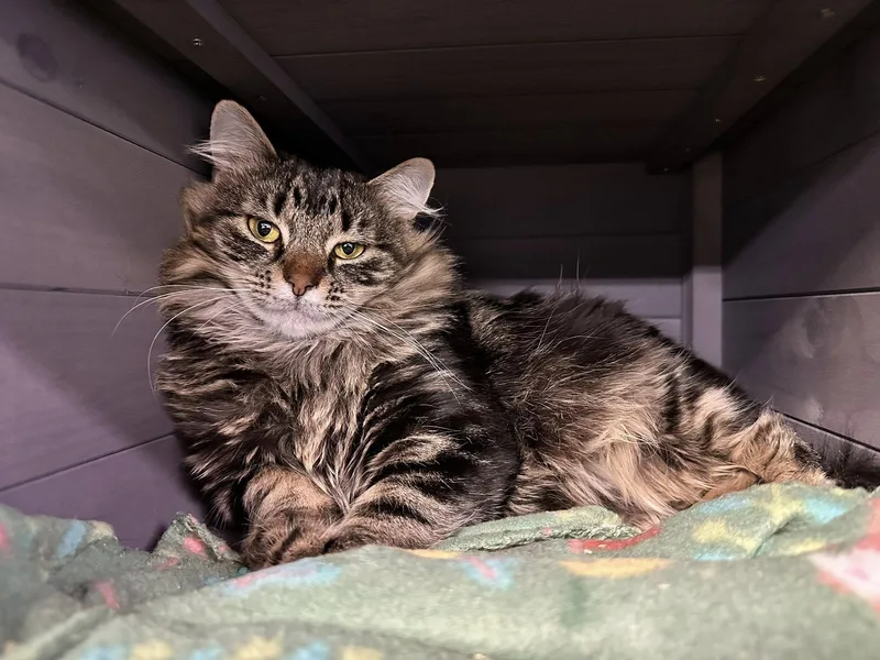 Roo & Widow thumbnail 3