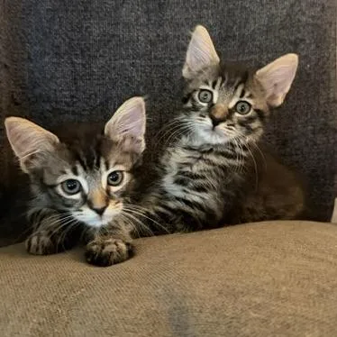 A baby small-sized male Brown / Chocolate Domestic Short Hair cat named Popper for adoption in Los Angeles, CA