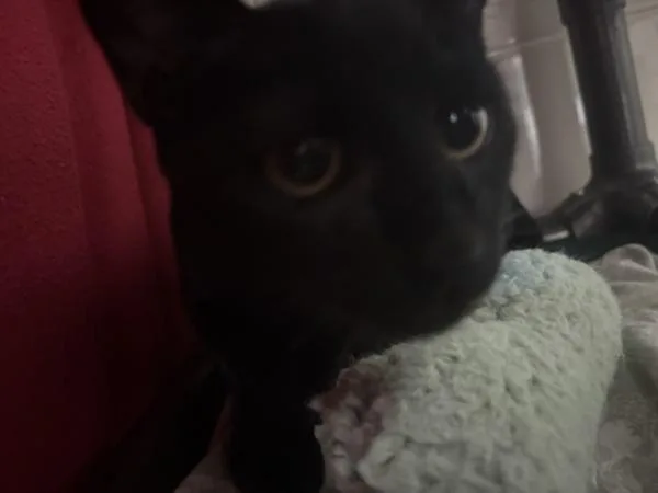 A baby small-sized male Domestic Short Hair cat named Spyker for adoption in Healdsburg, CA