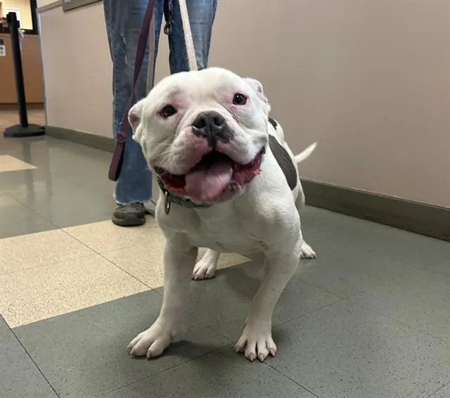 An adult medium-sized male American Bulldog dog named Buckeye for adoption in Martinez, CA