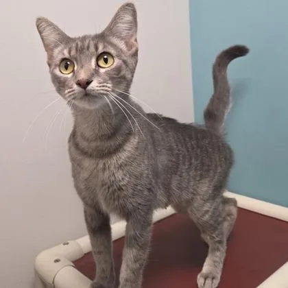 An adult small-sized female Domestic Short Hair cat named Sadie for adoption in Janesville, WI