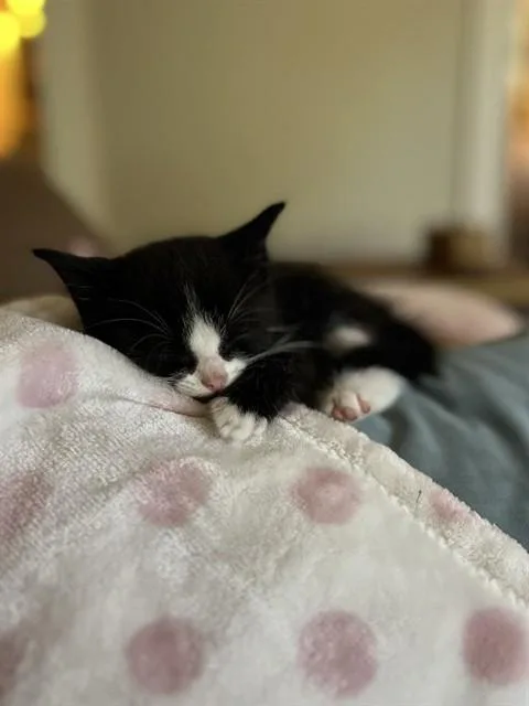 A baby small-sized male Domestic Short Hair cat named Harry for adoption in Statesville, NC