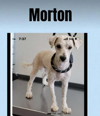A young small-sized male Terrier dog named Morton In Tx for adoption in Cranston, RI