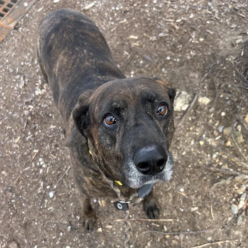 A senior large-sized female Brindle Mixed Breed dog named Missy for adoption in Asheville, NC