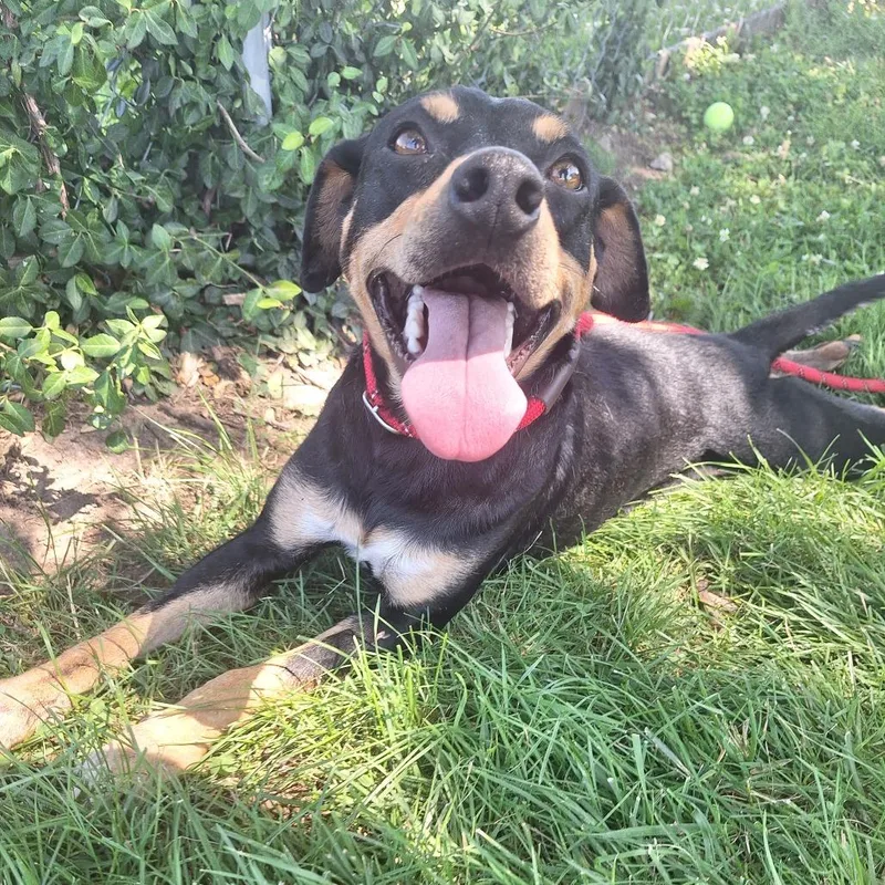 An adult medium-sized female Bicolor Mixed Breed dog named Thumper for adoption in Cape Girardeau, MO