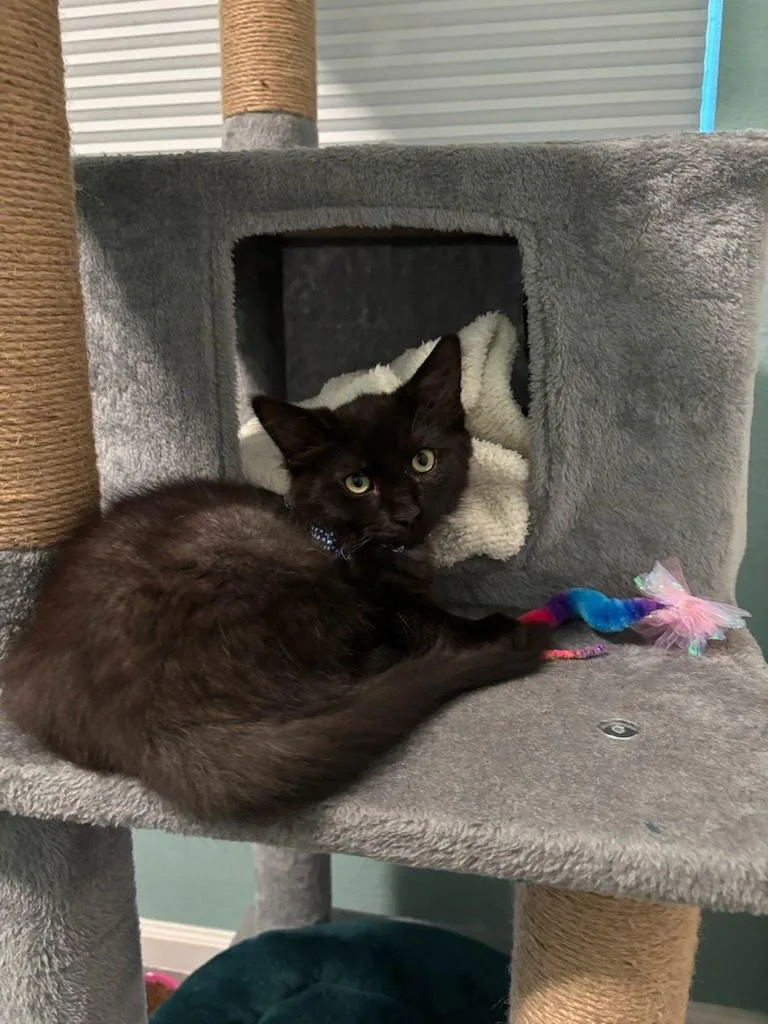 A baby medium-sized male Black Domestic Medium Hair cat named Atlas for adoption in Sacramento, CA