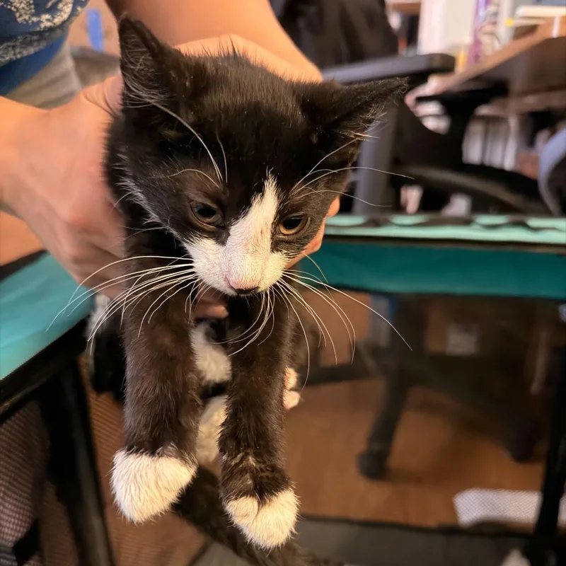 A baby small-sized female Black Domestic Short Hair cat named Groucho for adoption in New York, NY