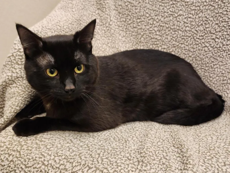 A young medium-sized male Domestic Short Hair cat named Cobalt for adoption in Superior, WI