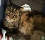 A senior extra large-sized male Tabby (Brown / Chocolate) Domestic Medium Hair cat named Bear for adoption in Potsdam, NY