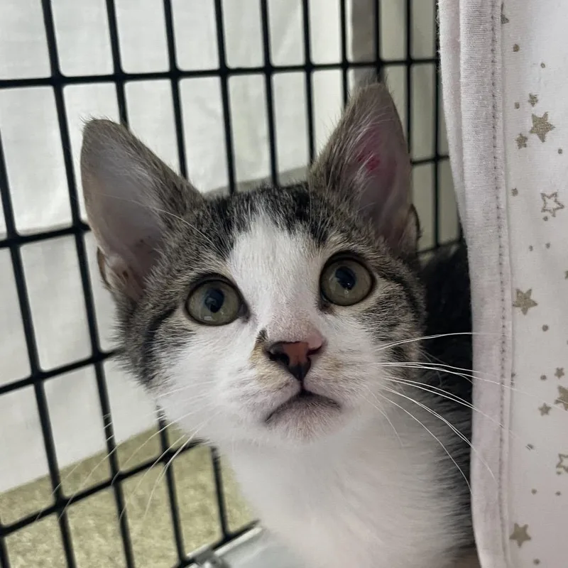 A baby small-sized male Brown / Chocolate Domestic Short Hair cat named Holden for adoption in Chicago, IL