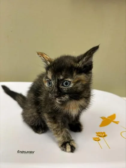 A baby small-sized female Domestic Short Hair cat named Ivy for adoption in Fishers, IN