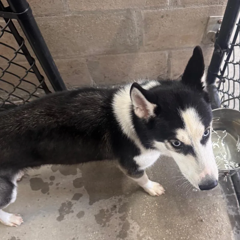 A young medium-sized female Husky dog named Aurora for adoption in Tampa, FL