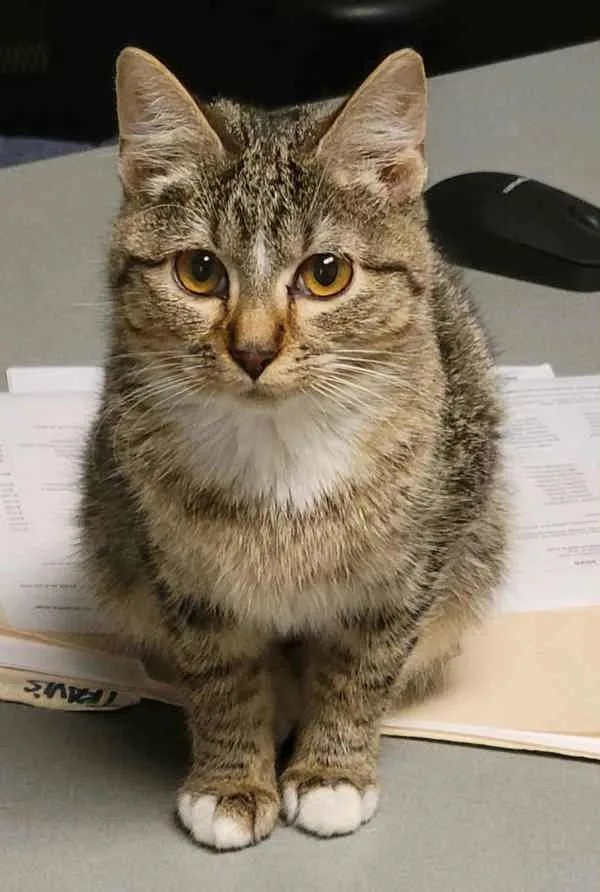 A baby medium-sized female Domestic Short Hair cat named Filly for adoption in Topeka, KS