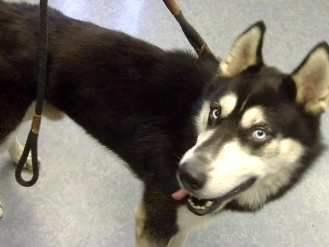 An adult medium-sized male Siberian Husky dog named Lilo for adoption in Toledo, OH