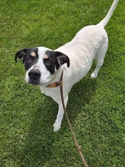 Bandit