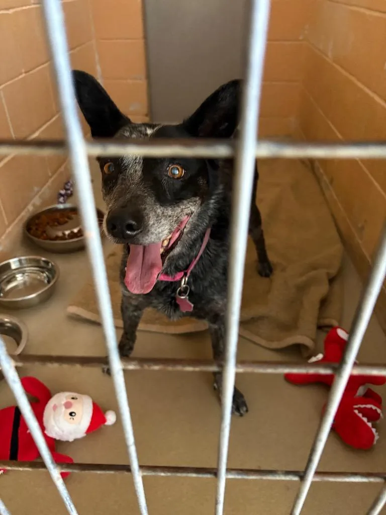 An adult medium-sized female Australian Cattle Dog / Blue Heeler dog named Patches for adoption in New Braunfels, TX