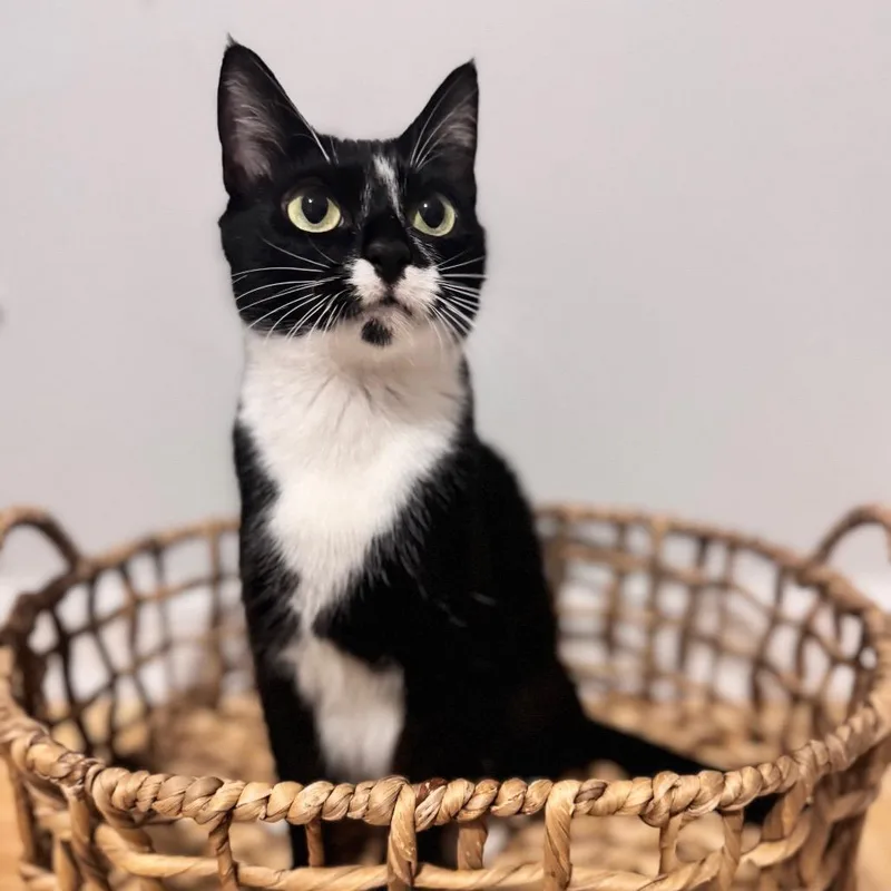 A young small-sized female Black Domestic Short Hair cat named Beluga for adoption in Brownsboro, AL