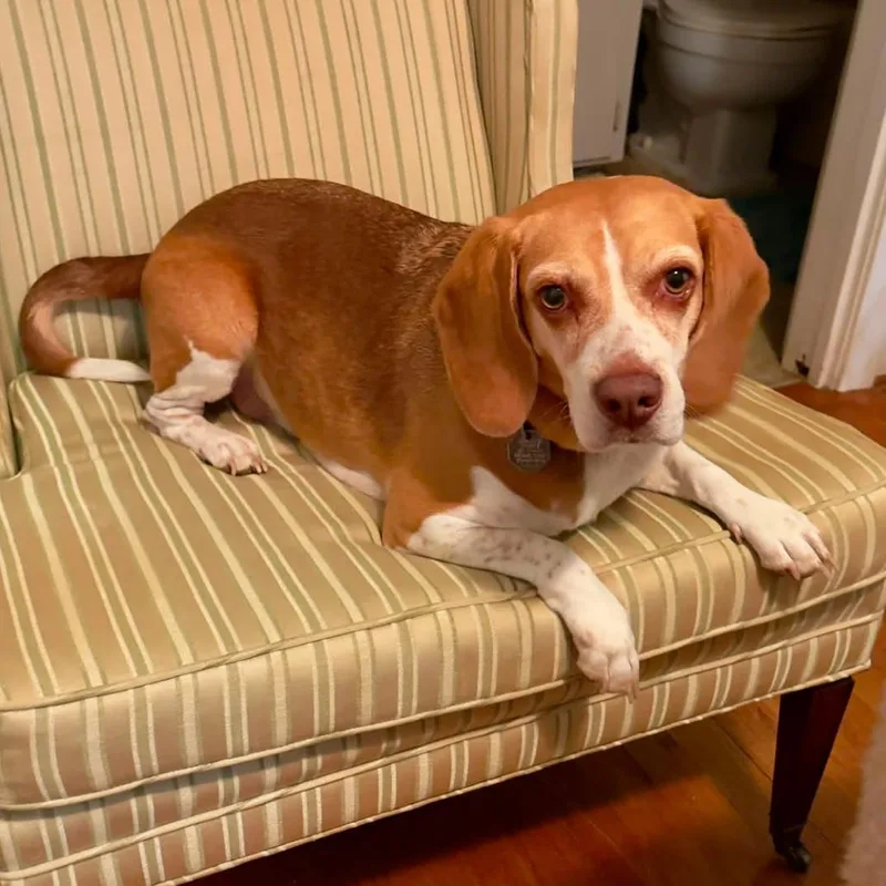 An adult medium-sized female Apricot / Beige Beagle dog named Mazie for adoption in Austin, TX
