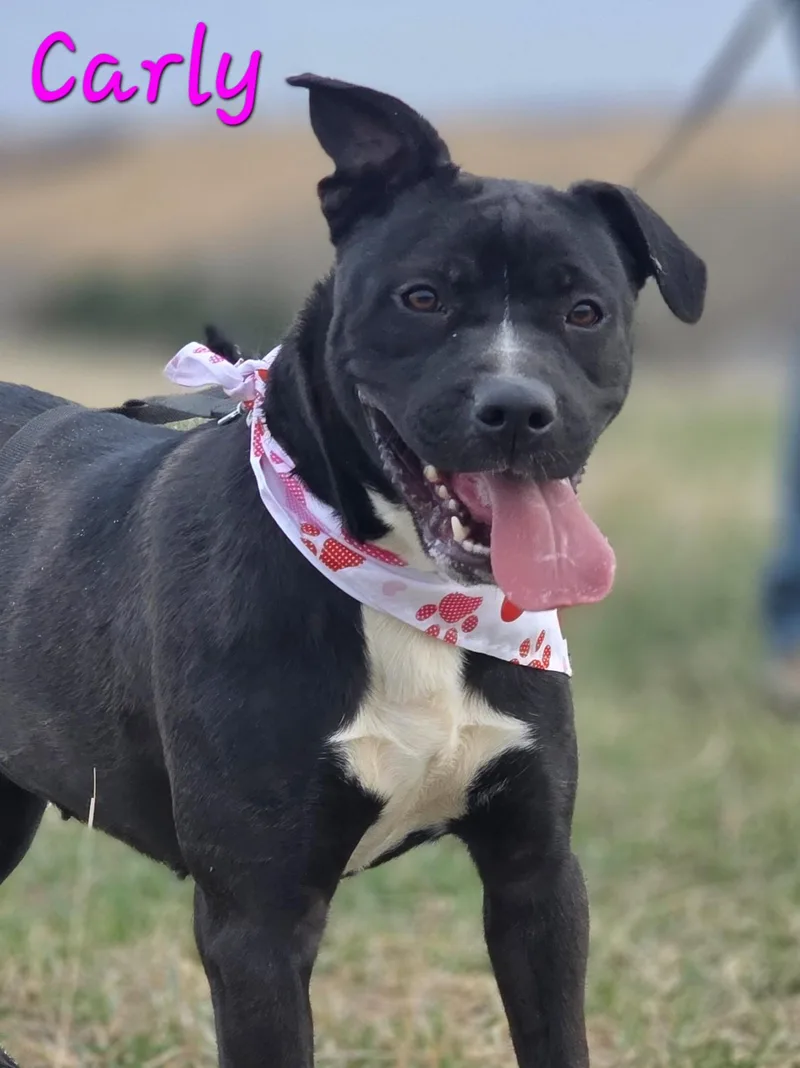 A young medium-sized female Black Pit Bull Terrier dog named Carly for adoption in Walthill, NE