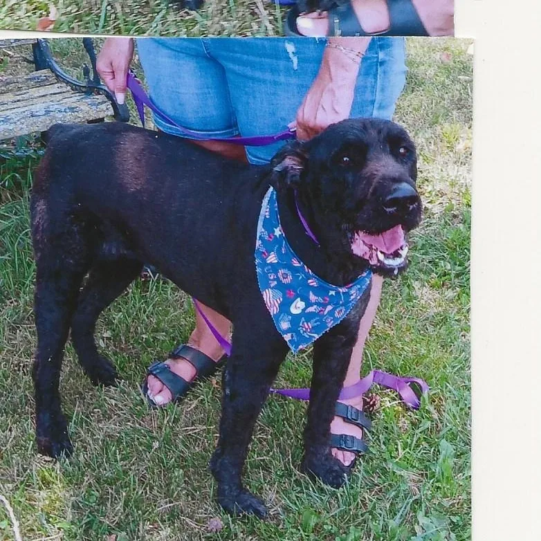 An adult large-sized female Black Bouvier des Flandres dog named Sadie for adoption in Westland, MI