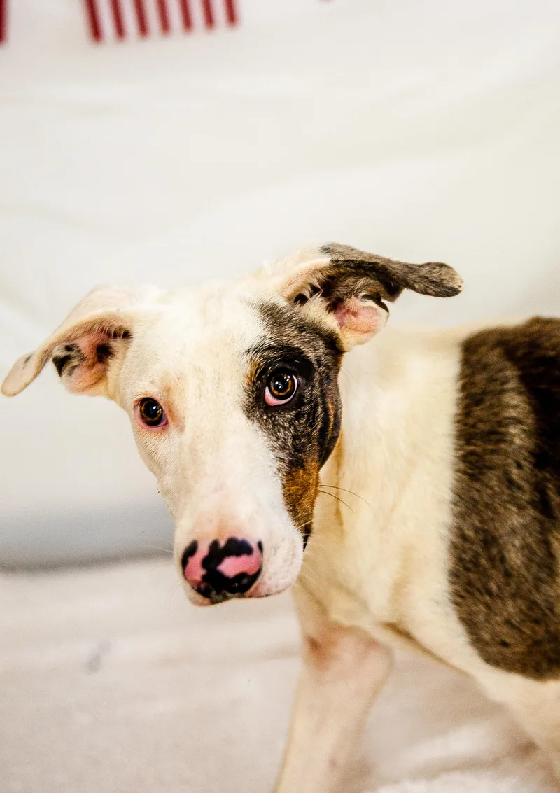 A young medium-sized male White / Cream Border Collie dog named Rio for adoption in Chickasha, OK