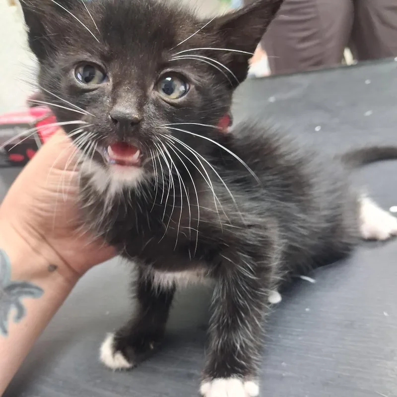 A baby small-sized male Black American Shorthair cat named Hook for adoption in Leander, TX