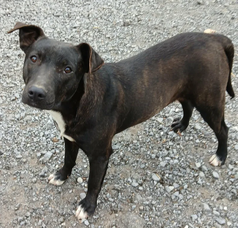 A young medium-sized female Terrier dog named Ollie for adoption in Ceres, VA
