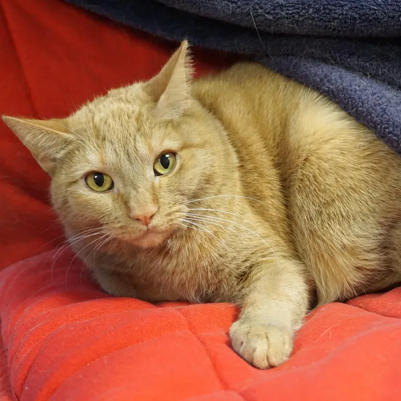 An adult medium-sized female Domestic Short Hair cat named Eras for adoption in Fountain Hills, AZ