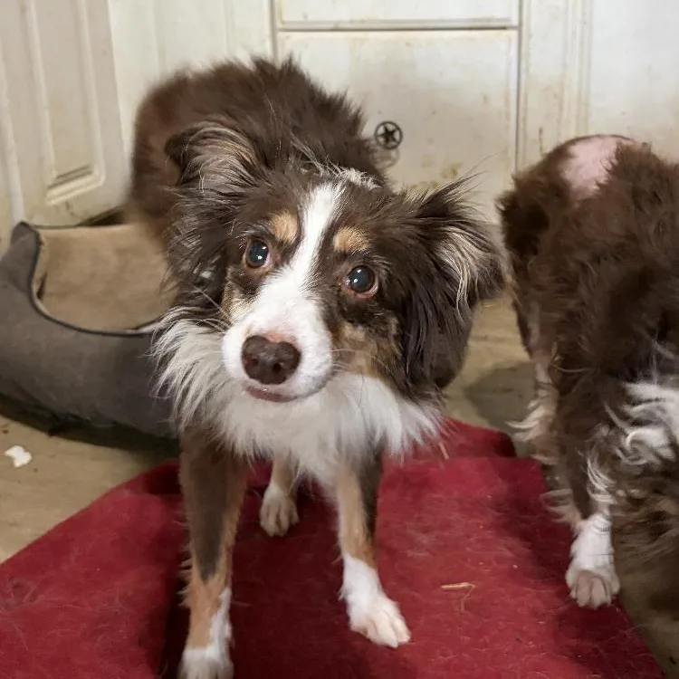 Bella & Bailey thumbnail 3