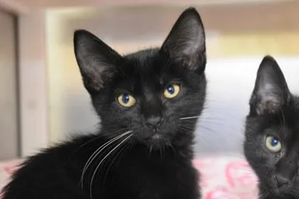 A young large-sized female Domestic Short Hair cat named White Claw for adoption in Kansas City, MO