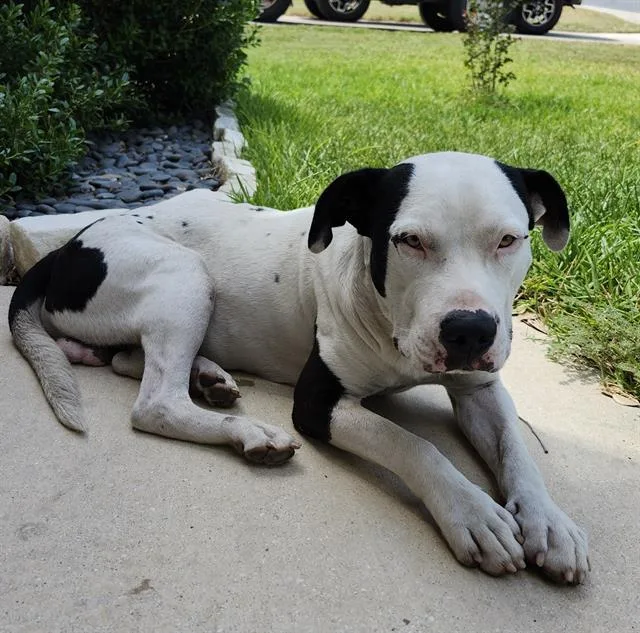 A young medium-sized male American Staffordshire Terrier dog named Percy for adoption in San Antonio, TX