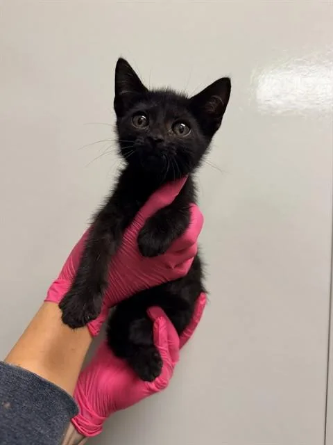 A baby small-sized male Domestic Short Hair cat named Vision for adoption in Ontario, CA