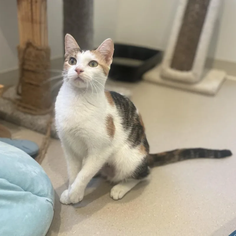 A young medium-sized female Domestic Short Hair cat named Estrea for adoption in Champaign, IL