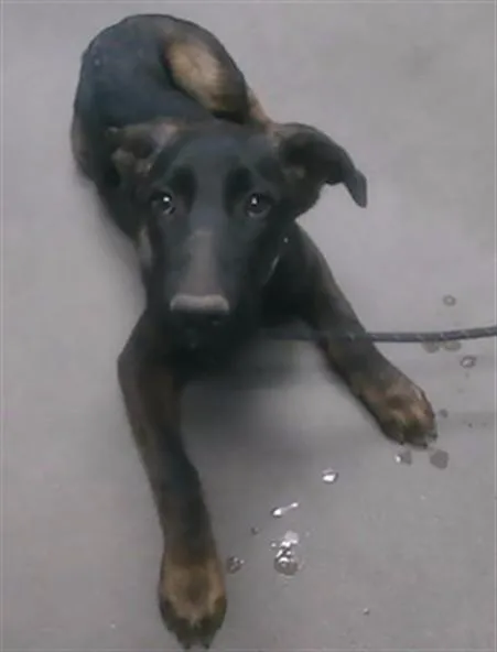 A young large-sized male German Shepherd Dog dog named Lover for adoption in Phoenix, AZ