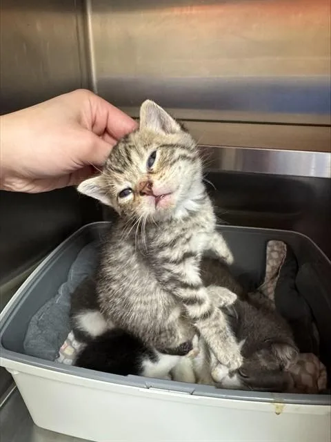 A baby small-sized male Domestic Short Hair cat named Stibnum for adoption in Louisville, KY