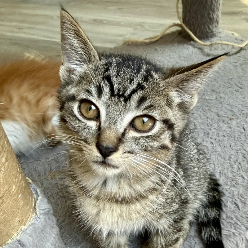 A young medium-sized male Tabby (Brown / Chocolate) Domestic Short Hair cat named Diego for adoption in Mount Rainier, MD